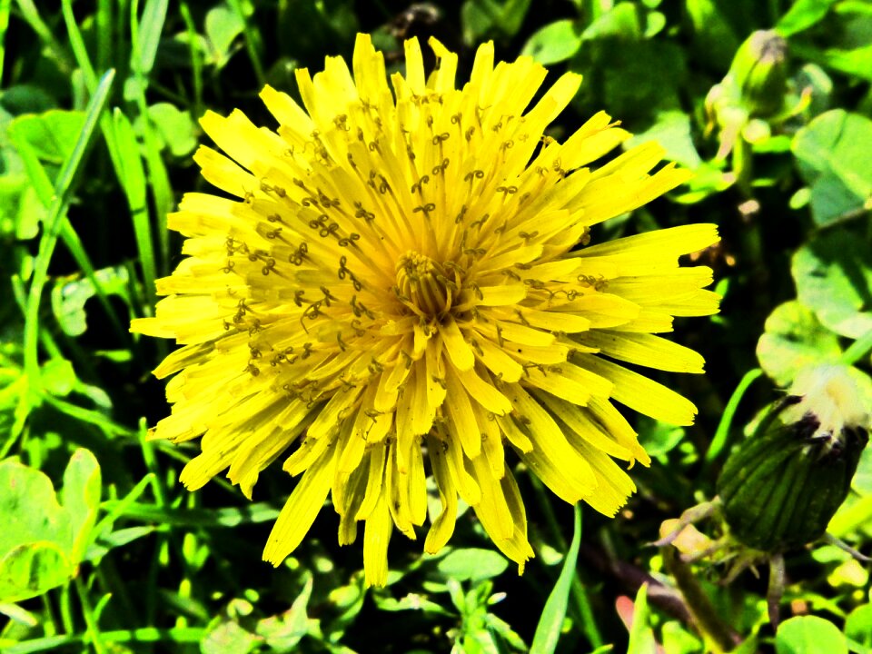 Flower yellow spring