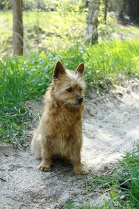 Animal beige sand