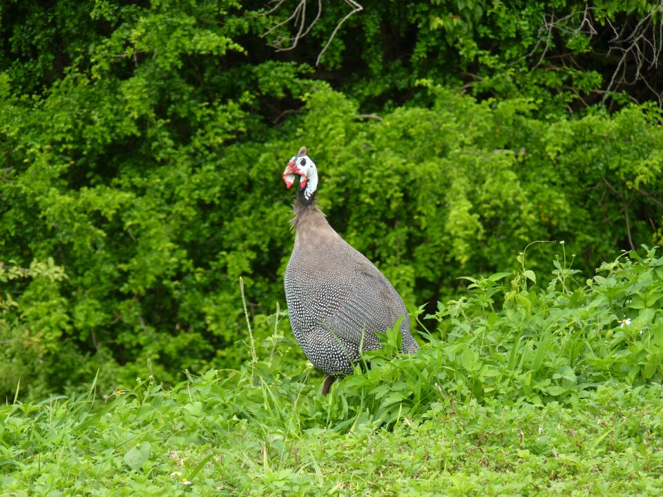 Guadeloupe poultry bird pasture