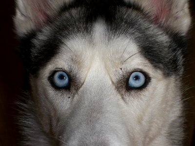 Blue siberian husky close up