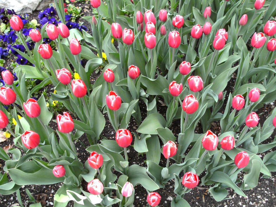 Reichenhall royal spa garden