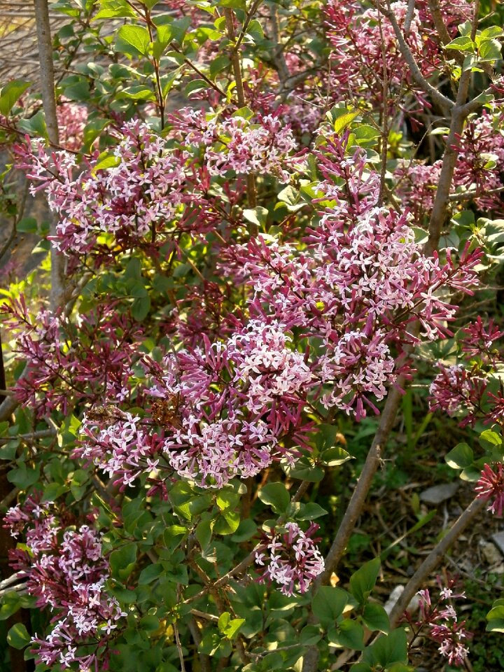 Purple oleaceae shrub