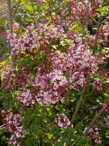 Purple oleaceae shrub photo