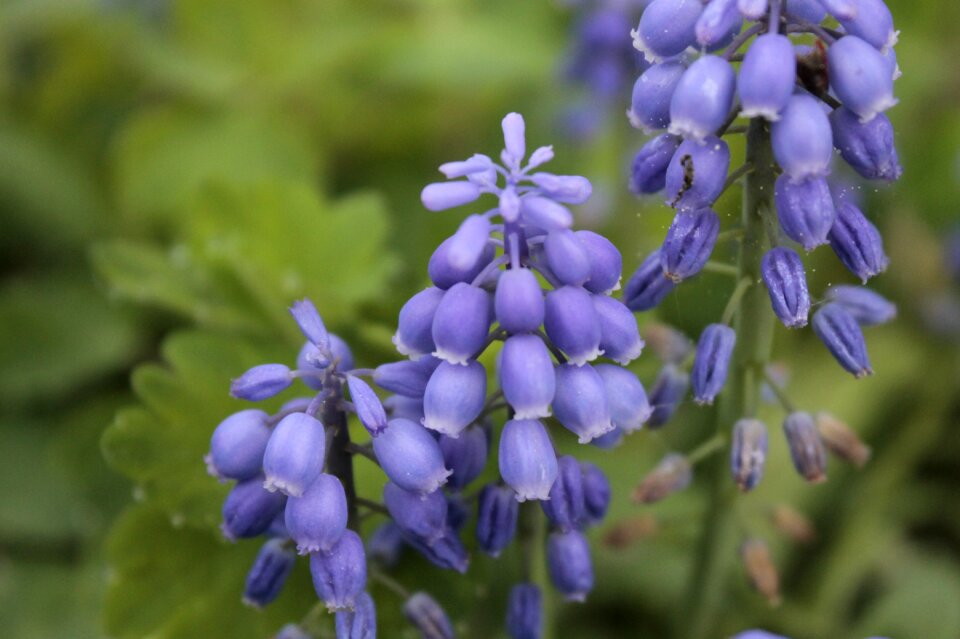 Flower blue white blue flower