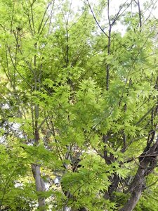 Fresh green maple leaf arboretum
