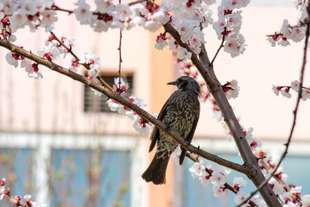 Cherry tree cherry blossom spring