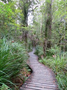 Kauri tree new zealand
