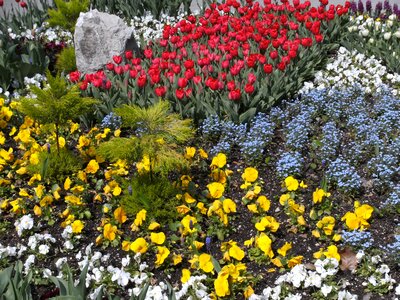 Flower bed discounts color photo