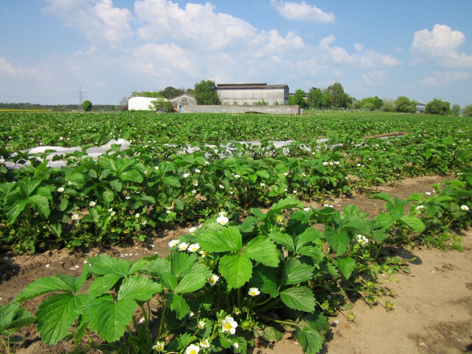 Farm rural strawberries