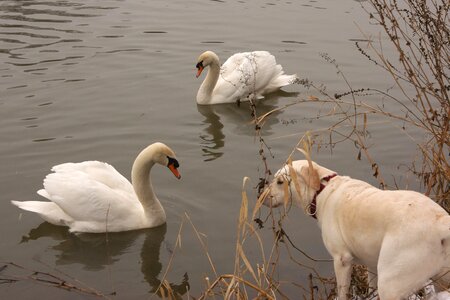 Animals water encounter