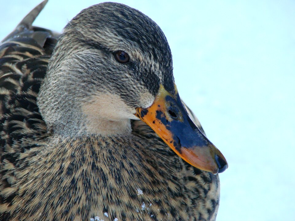 Water bird winter bill
