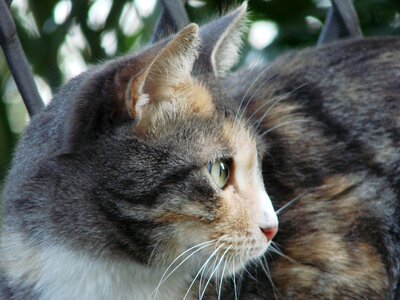 Cat face head animal