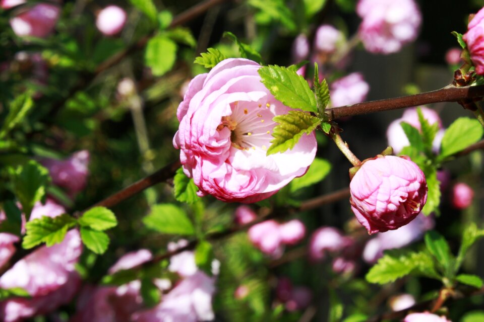 Roses rose blooms blooms