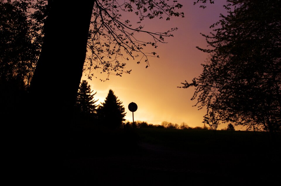 Sunset forest edge