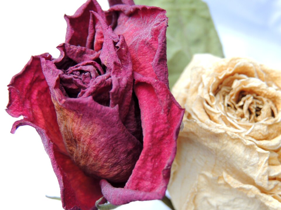 Red rose flower purity
