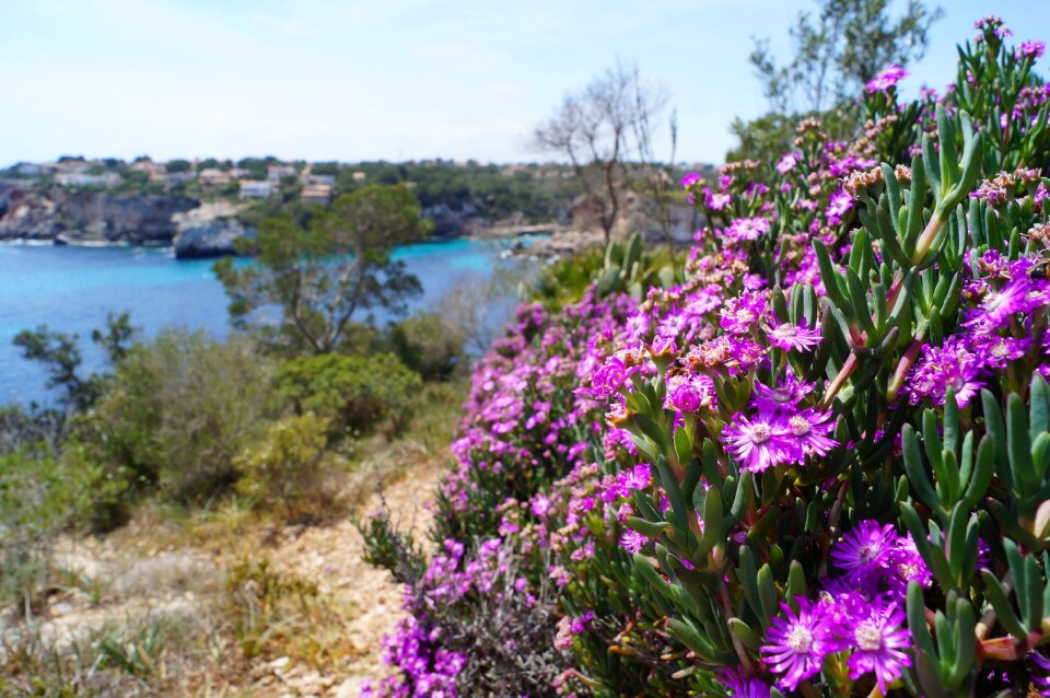 Flowers sea bay