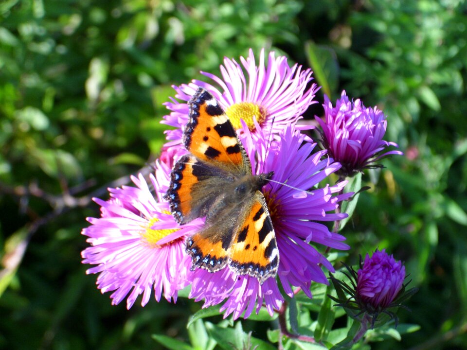 Garden insect close up