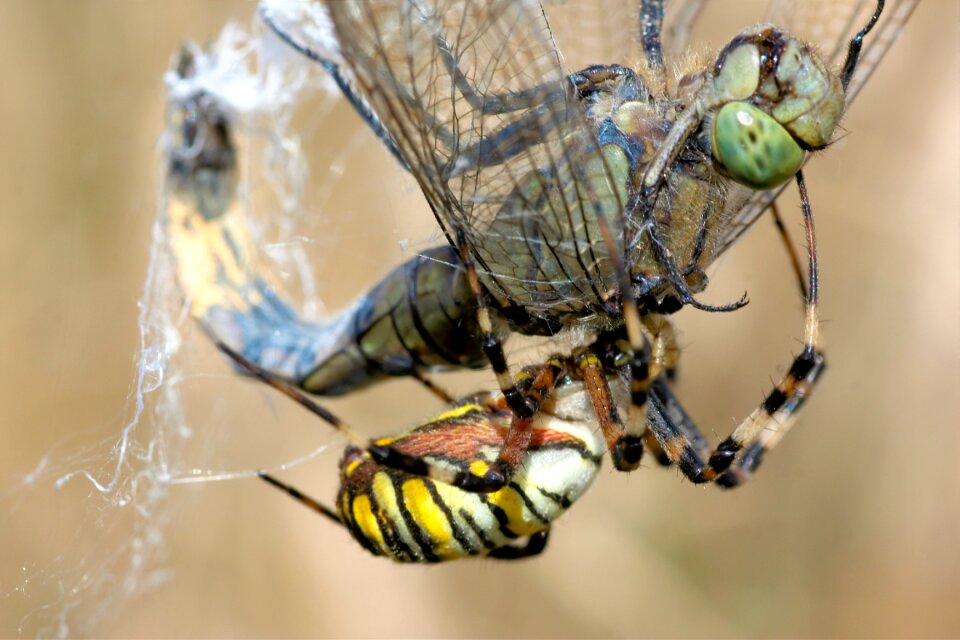 Web fight caught photo