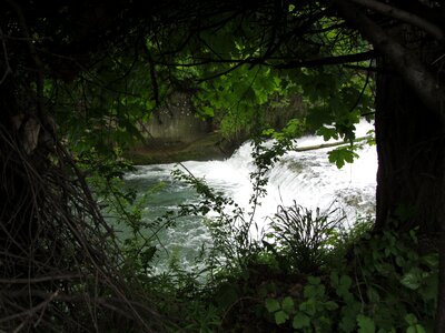 Green trees shrubs photo