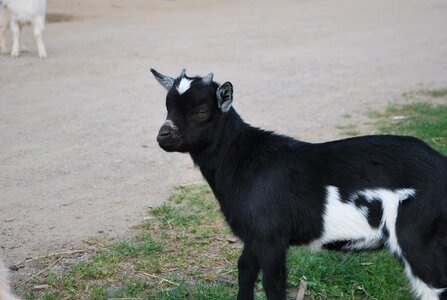 Animal farm horns