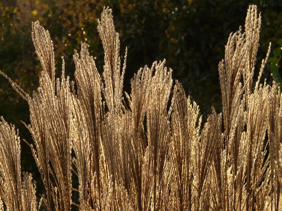 Licorice poaceae silver spring