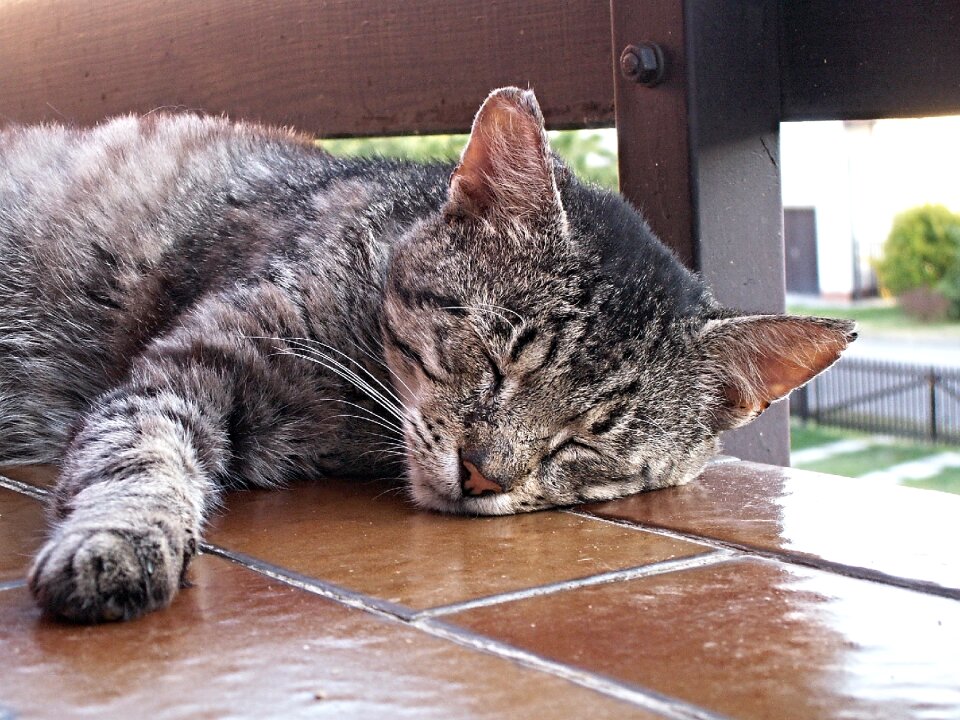 Cat face animals sleeping