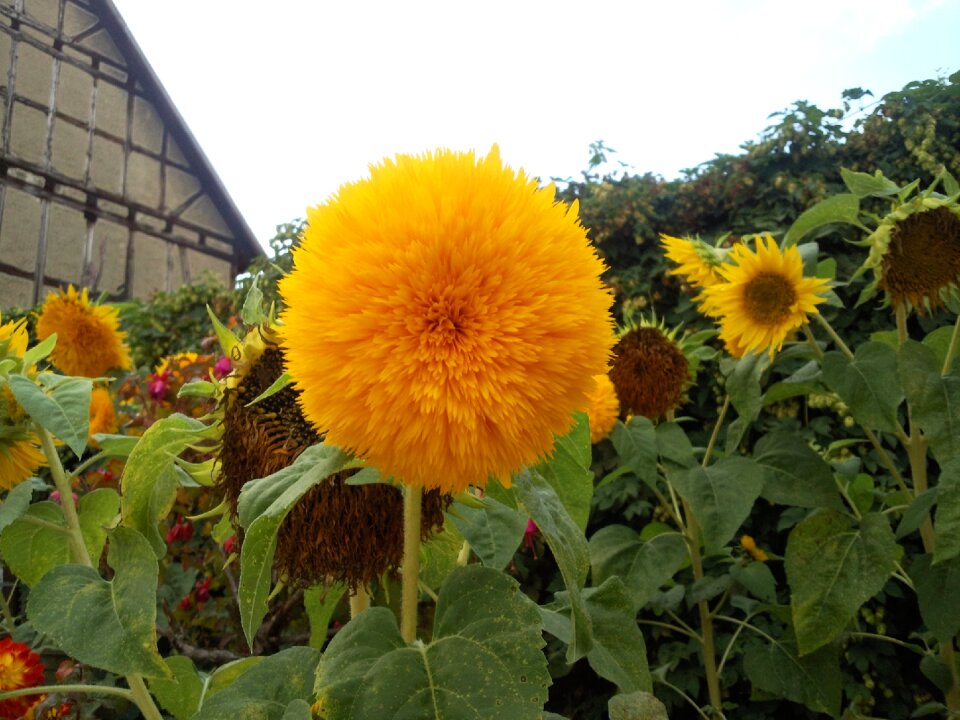 Sunflower landscape nature