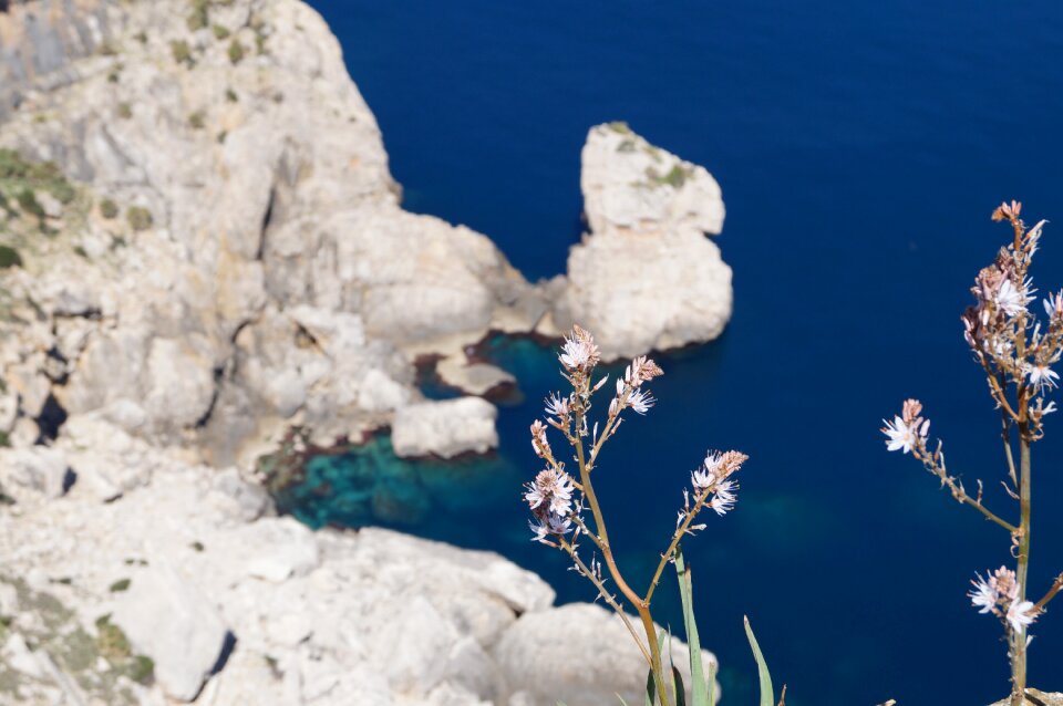Rock flowers sea