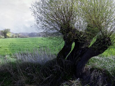 Nature meadow willow tree