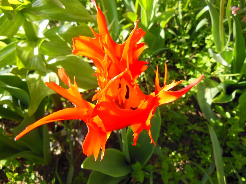 Lobed special close-up