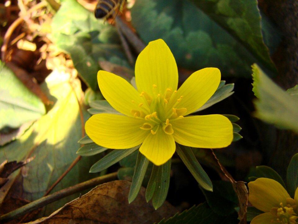 Plant blossom bloom
