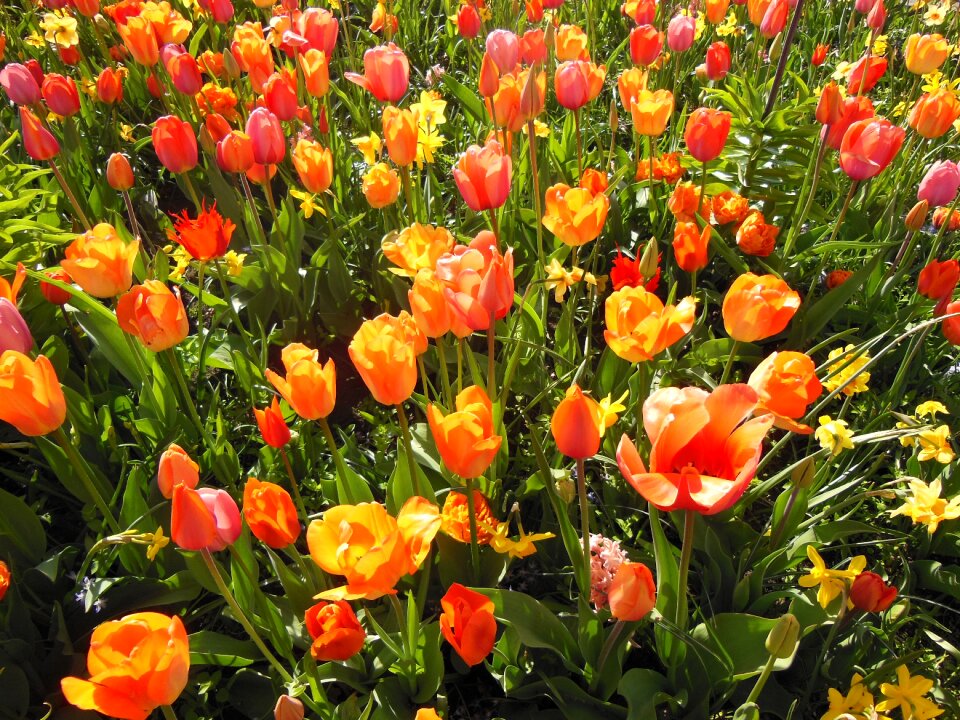 Wallpaper tulips double tulips