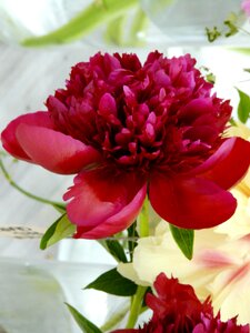 Peony red spring