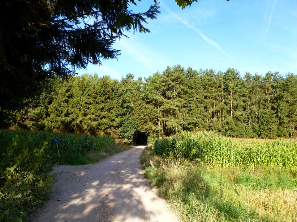 Alley trees forest