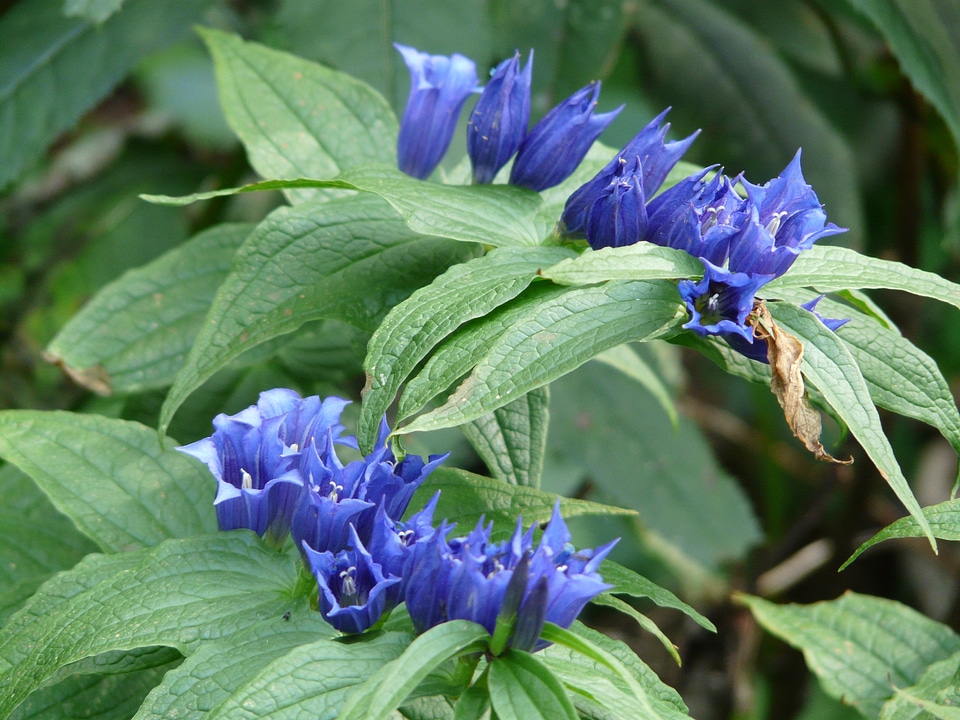 Alpine plant gentiana asclepiadea gentiana