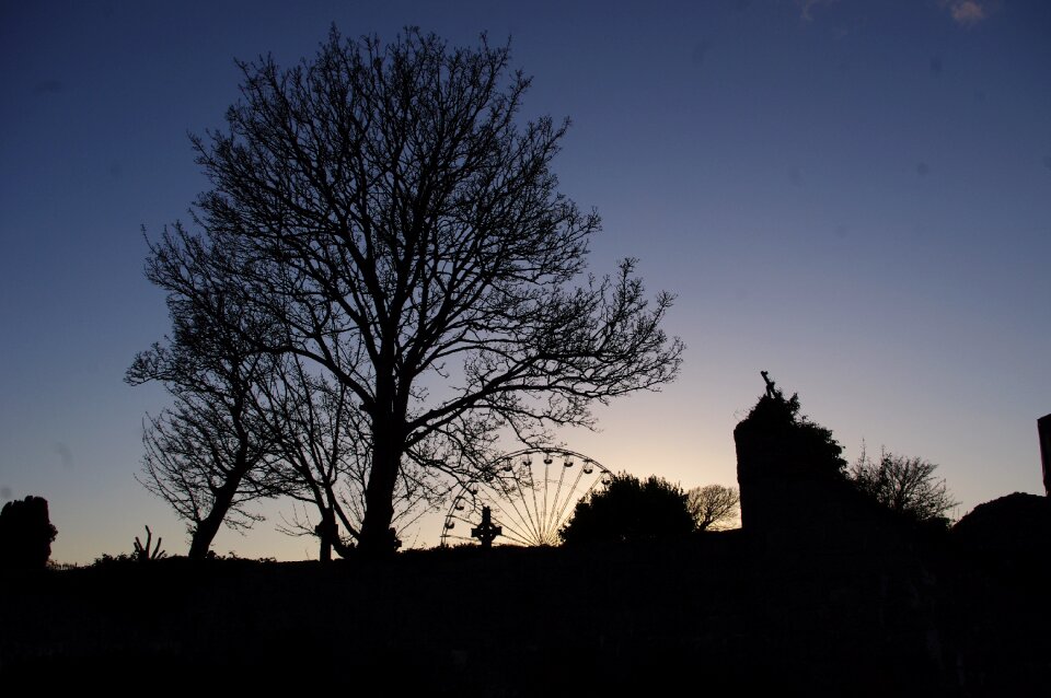 Ireland shadow tree