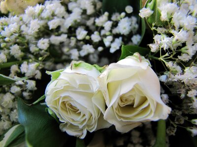 Rose green white