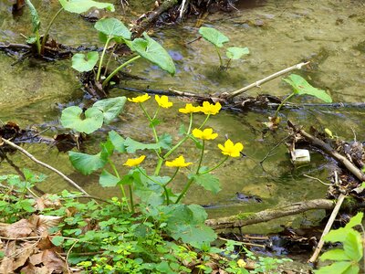 Humor bog plants spring