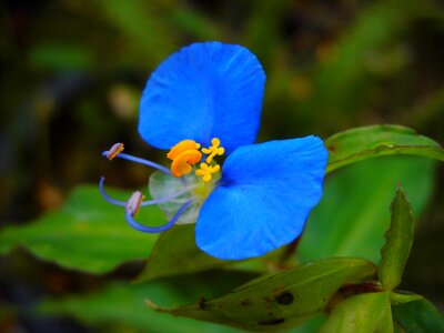 Wild garden fragile