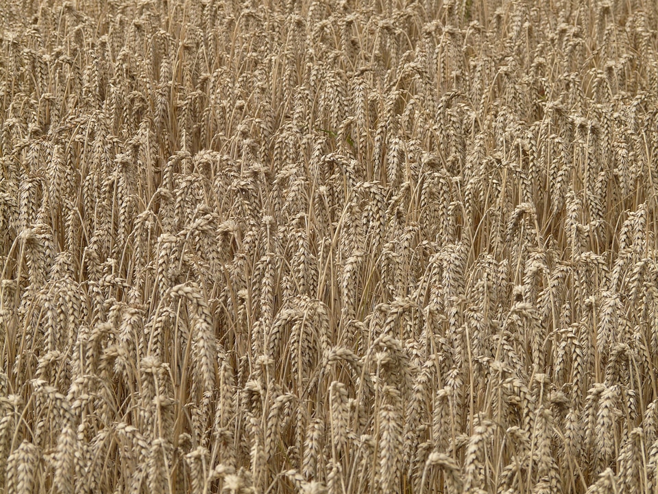 Grain field wheat field