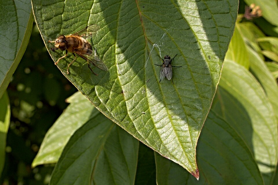 Foliage green insect