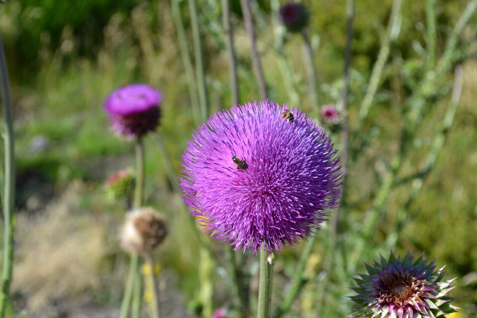 Thistle insect flower