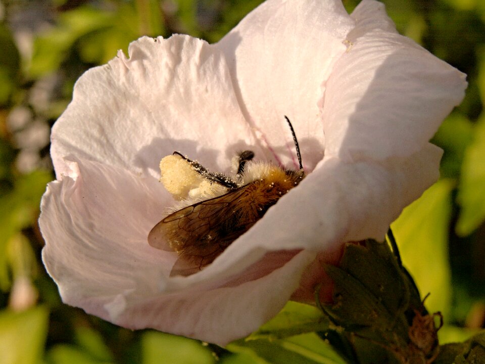 Bee insect white