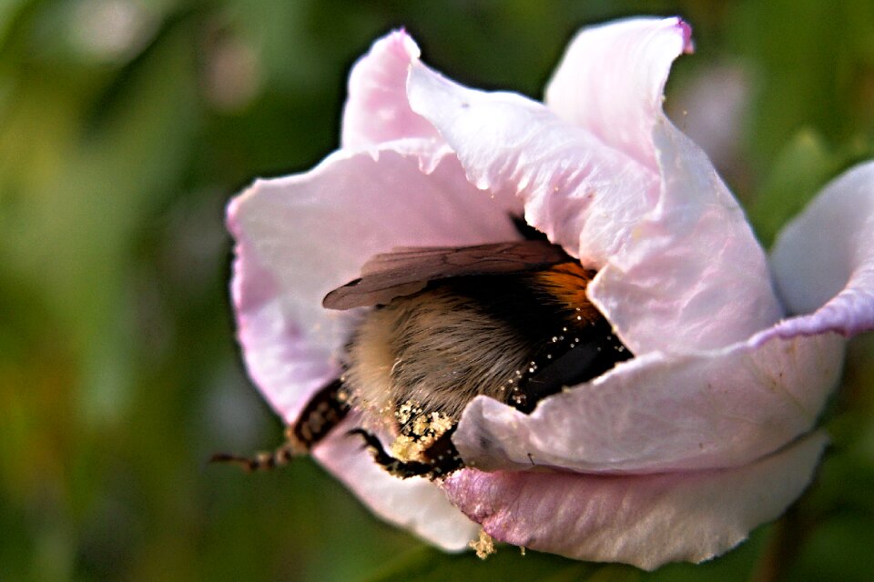 Hibiscus insect macro
