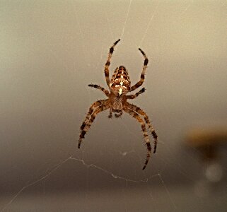 Web crusader insect