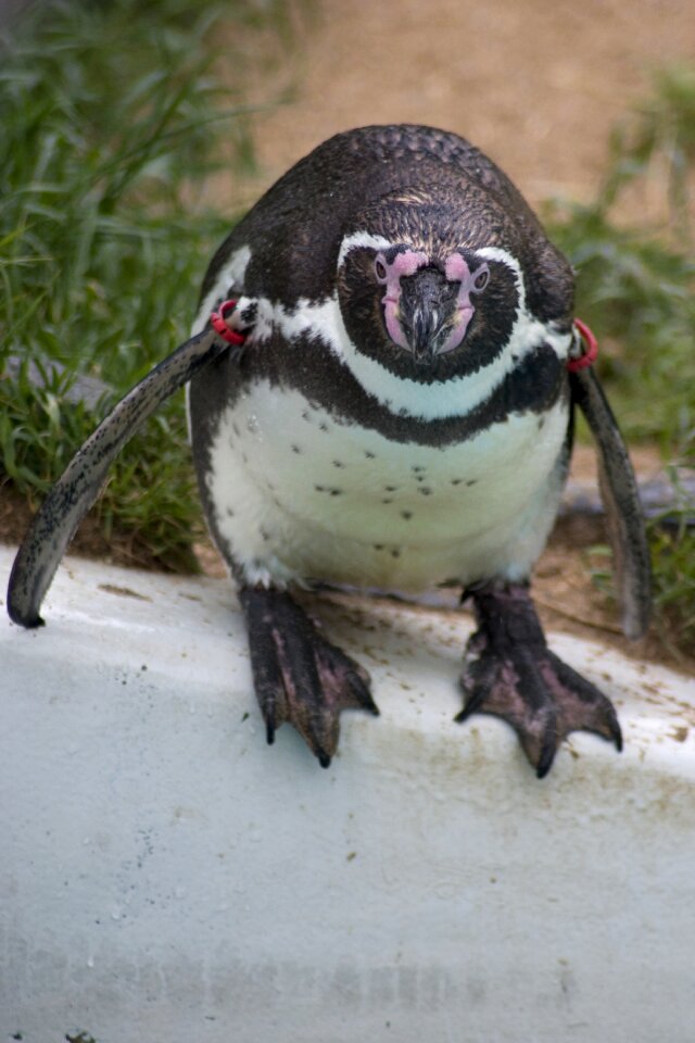 Bill bird swim