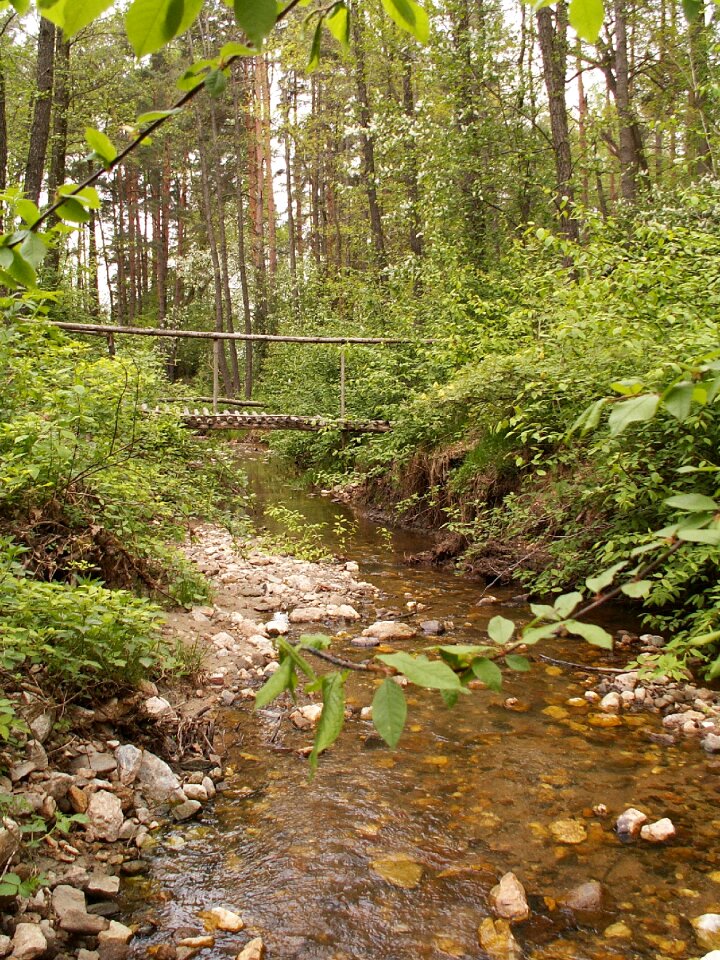 Trees creek bed stony
