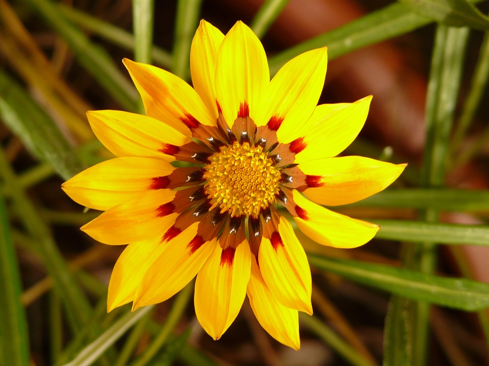 Sonnentaler flora yellow