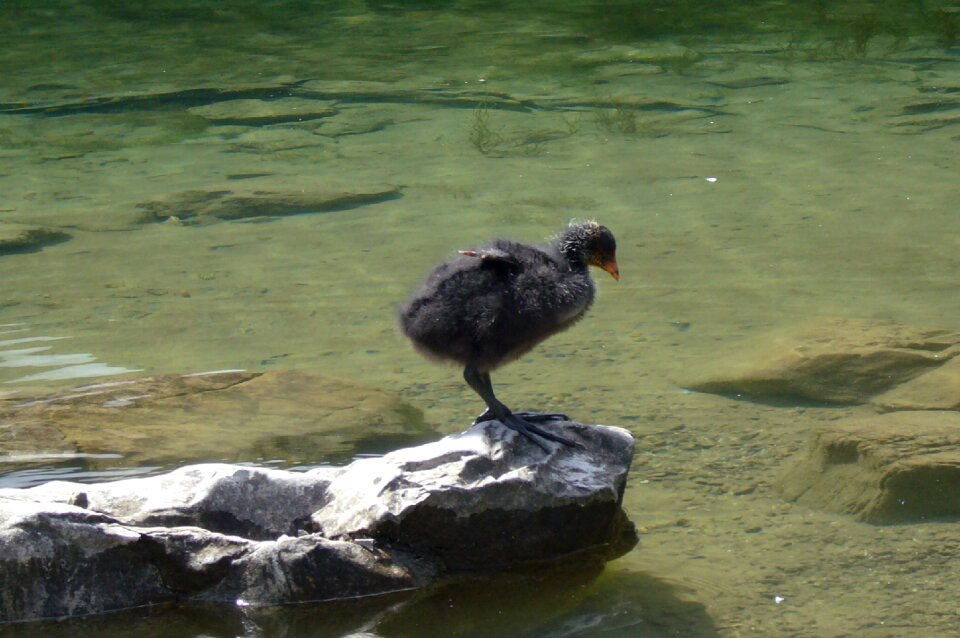 Sky nature young animal