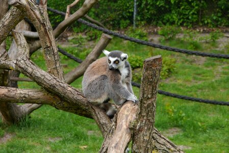 Serengeti on tree trunk zoo